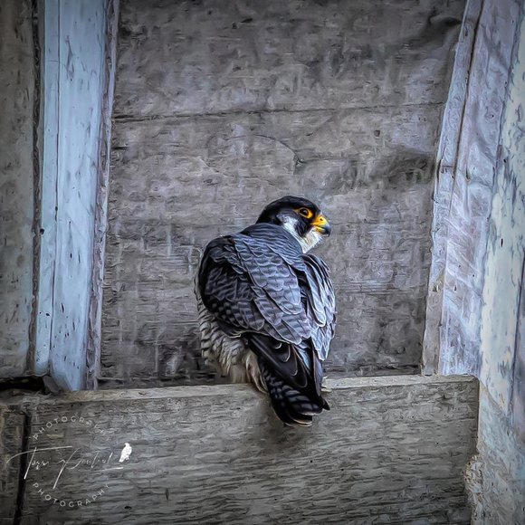 Poshmark Authenticate Verified ReSeller -- 5 Star Seller - Picture 12 of 12